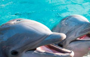 Dolphin Up-Close Tour