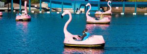 Flamingo Paddle Boats