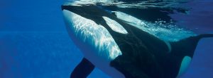 Orca Encounter