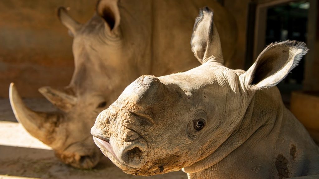 Baby Rhino Born at Disneys Animal Kingdom Theme Park