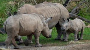 Os rinocerontes Mylo e Ranger se encontraram no Kilimanjaro Safaris