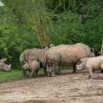 Vídeo: Três irmãos rinocerontes se encontram na atração Kilimanjaro Safaris